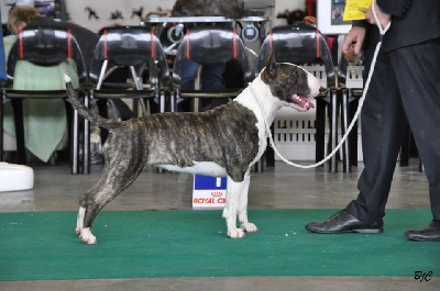 Black Domina - Jeune Championne de Belgique 