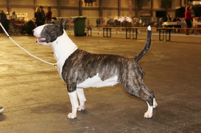 Black Domina - Gand (Belgique) CAC CACIB